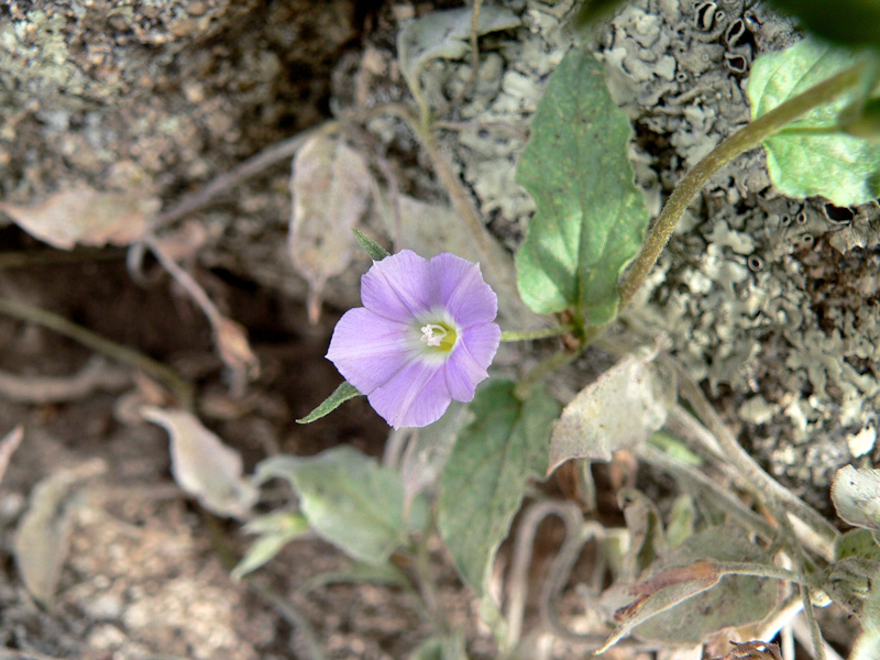 Convolvulus siculus